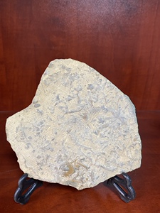 燕子石三叶虫化石莱芜