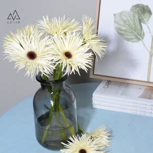 正常发货全国包邮 拉丝毛边弗朗扶郎菊扶郎太阳花非洲菊浙江直发