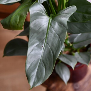 室内耐阴耐热夏季绿植哈斯塔姆银叶蔓绿绒北欧ins风观叶植物盆栽