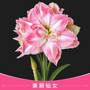 现货带花 漂亮女神 荷兰进口重瓣朱顶红种球 美丽仙女 岁月如歌