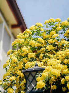 正宗重瓣黄木香花苗爬藤植物庭院别墅花卉多花红蔷薇藤本浓香四季