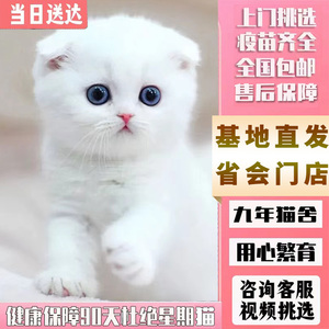 英短金银渐层折耳小猫银点美短英短蓝白蓝猫加菲幼猫宠物猫咪活体