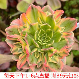 小东花卉 14号直播间 绿茶锦法师甜茶法师