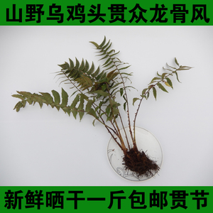 野生乌鸡头贯众龙骨风昏鸡头新鲜干管仲贯节黑狗脊鸡头凤尾蕨百头