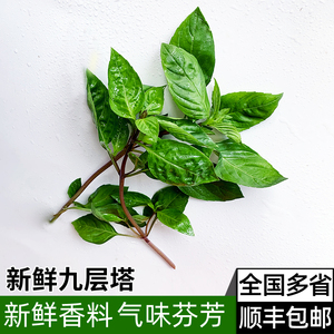 新鲜九层塔 金不换鱼香草 三杯鸡冬阴功厨房香料 顺丰包邮
