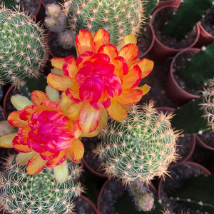 丛蜗 | 黄金荷花仙人球稀有勤花丽花属仙人掌多肉办公室防辐射