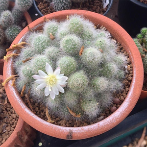 丛蜗 | 银蝶丸群生仙人球多肉植物开花办公盆栽多头花卉好养肉肉