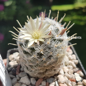 丛蜗 | 实生杜威丸仙人球突乳球属开花软毛不扎手仙人掌盆栽