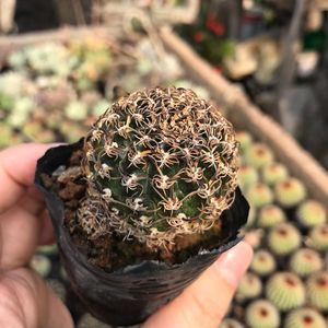 乌艳丸方便面仙人球开大花趴刺多肉植物室内防辐射室内小盆栽