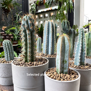 蓝衣柱仙人柱多肉植物金清阁仙人掌开花创意小盆栽室内防辐射