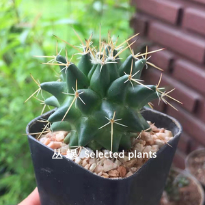 丛蜗 | 白龙王实生仙人球 开红花硬刺好养活易度夏办公室小盆栽