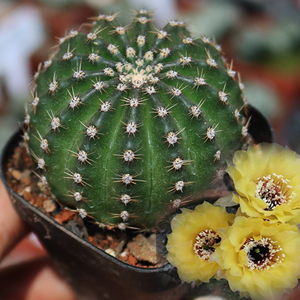 丛蜗 | 黄黑喉仙人球稀有丽花属绚丽黄花好养仙人掌多肉小盆栽