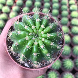 丛蜗 | 玻璃球仙人球金盛丸草球属仙人掌新手好养活防辐射盆栽