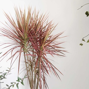 七彩铁万年木盆栽三色龙血树盆栽办公桌观叶植物净化空气昆明包邮