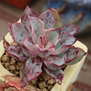 ash的多肉王国【剑司诺娃杂】一物一拍 多肉植物 售罄