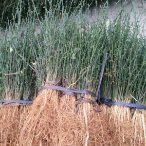 北方防盗带刺植物篱笆图片