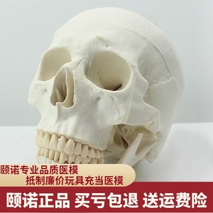 ENOVO颐诺医用纯白人体头骨模型亚洲头颅解剖标本骨骼骨架额骨骼