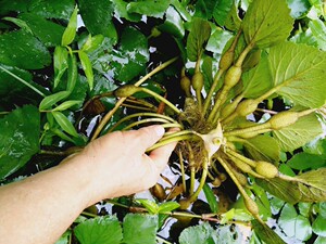 水生植物红菱角 水栗葫芦青菱芰实 鱼缸池塘水培食用蔬菜观赏绿植
