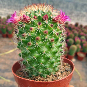 开花仙人球 红花锦丸 带花苞盆栽室内开花电脑旁防辐射植物好养活