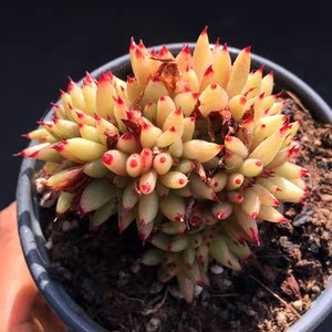 虎鲸 多肉 黄金玛利亚缀化 一物一拍 阿常的花园