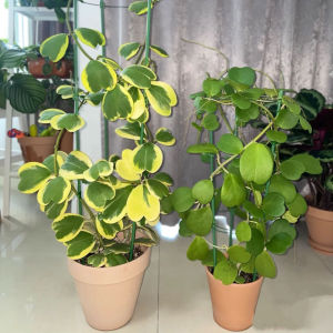 锦多肉植物情人球兰爬藤植物室内盆栽绿植情人花心形垂吊1人付款19