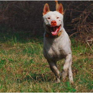 下司犬纯种贵州