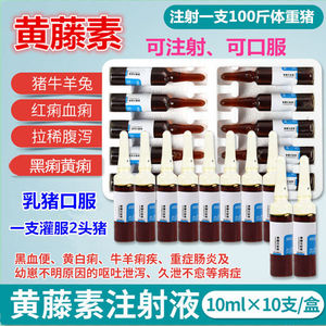 兽用黄藤素注射液兽药腹泻拉稀药猪牛羊红痢血痢黑痢狗猫口服热销