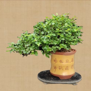 小叶红芽雀梅盆景老桩开花结果阳台庭院四季观赏盆栽一物一拍包邮