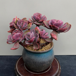 初吻多肉植物