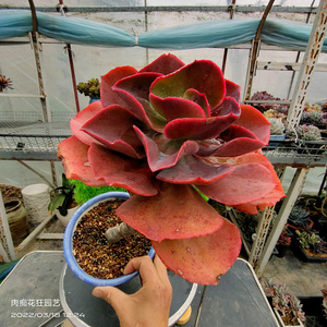 多肉植物 包菜 法国皇后大老桩一物一拍