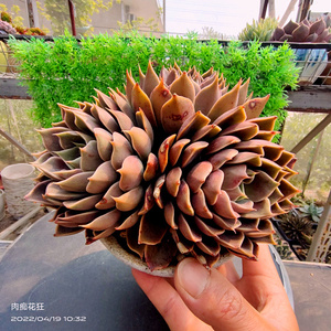 多肉植物 夏梦杂交新品肉肉老桩 一物一拍