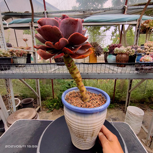 多肉植物 包菜 法国皇后老桩一物一拍