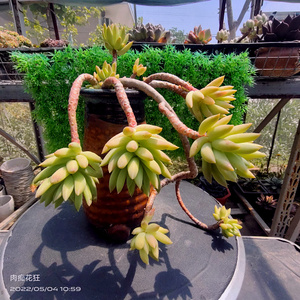 千佛手多肉植物老桩