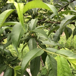 新鲜桃树叶,桃叶,现采现卖,拍一份就是一斤顺丰包邮