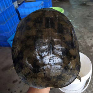 00冷江旗舰店天猫冷江大甲鱼土鳖重1.