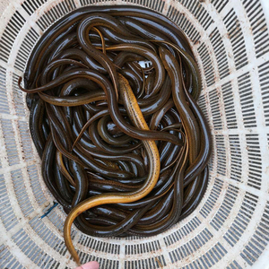 【黄鳝苗】黄鳝苗品牌,价格 - 阿里巴巴