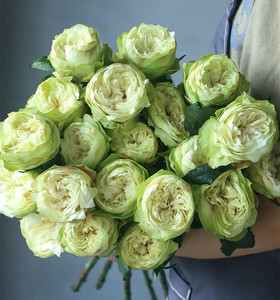 夏雨荷绿玫瑰新品花卉上市云南基地直发虽然爱情礼物家庭插花速递