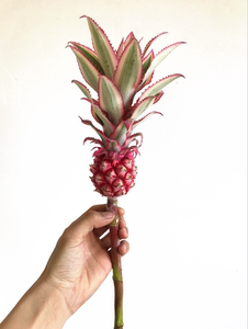 可爱 家庭插花 进口小凤梨 迷你菠萝花 可干花 同城顺丰鲜花 速递