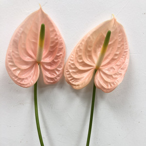 香槟粉掌火鹤鲜切花 高端花卉生日爱情表白花艺插花 北京鲜花速递