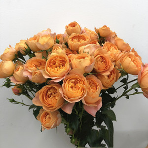 果汁多头小玫瑰 橙色蔷薇鲜花 生日爱情礼物水培家庭插花北京速递
