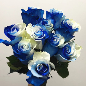 进口染色蓝白玫瑰 厄瓜多尔高原天空玫瑰花个性生日礼物 鲜花速递