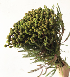 健康绿 进口南非珊瑚豆 珊瑚果鲜切花 懒人养花自然风干家庭插花