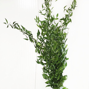 进口熊猫竹 克鲁克斯 绿配材 柔软枝条 北京花卉市场鲜花速递