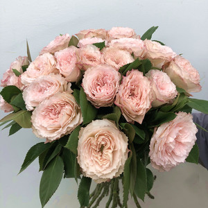 粉梅拉玫瑰鲜花 渐变淡粉色水培家庭插花生日爱情礼物北京花速递