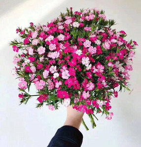 粉色相思梅家居办公室养花插花 石竹梅鲜花生日礼物同城闪送速递