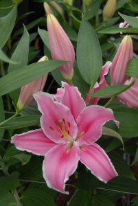 晨宇园艺现货荷兰进口百合种球索邦粉色东方系列香水百合盆栽地栽