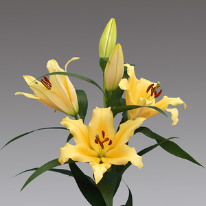 百合花种球黄色