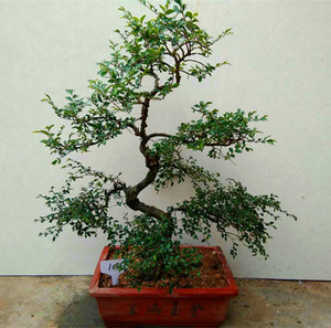 榆树老桩小叶榆树造型盆景