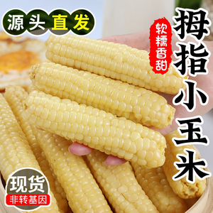 西双版纳拇指小玉米5斤新鲜水果玉米甜牛奶白糯玉米笋老玉米现摘