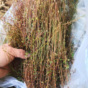 深山纯天然四叶莲 潮汕四合莲 青草药四合梅 天良草500克生鲜现采